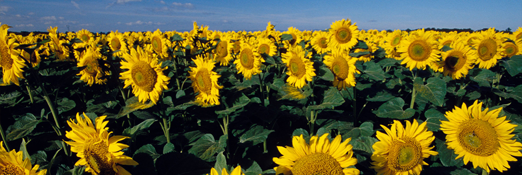 jbo¾º²©¡¤(µç¾º)-Ϊµç×Ó¾º¼¼¶øÉú,ΪÈÙÒ«¶ø²©